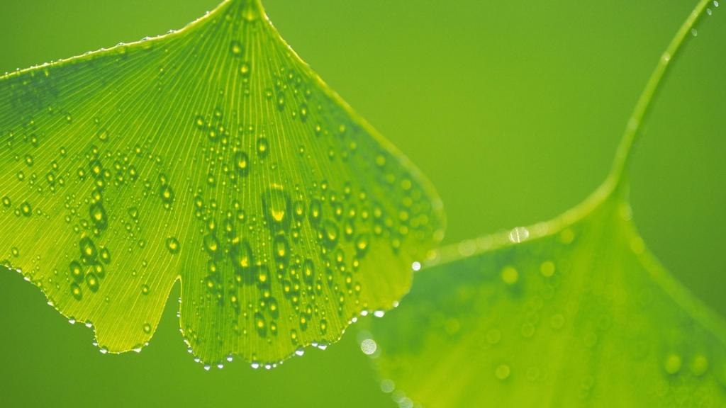 清新唯美植物上的清澈露珠