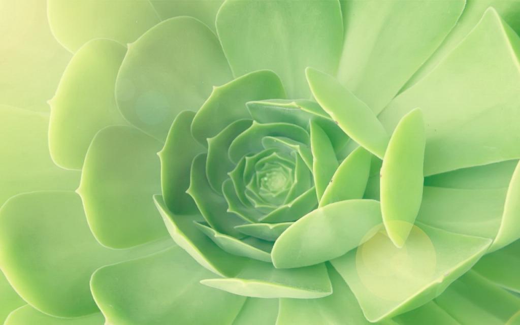 肉肉植物特写图片