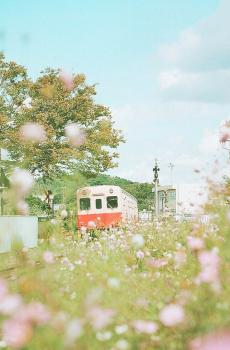 小清新春天绿色植物-4