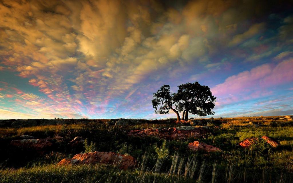 大自然中最美的一棵树