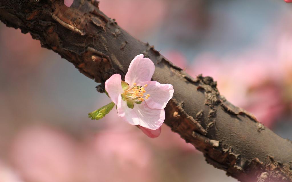 淡雅杏花图片