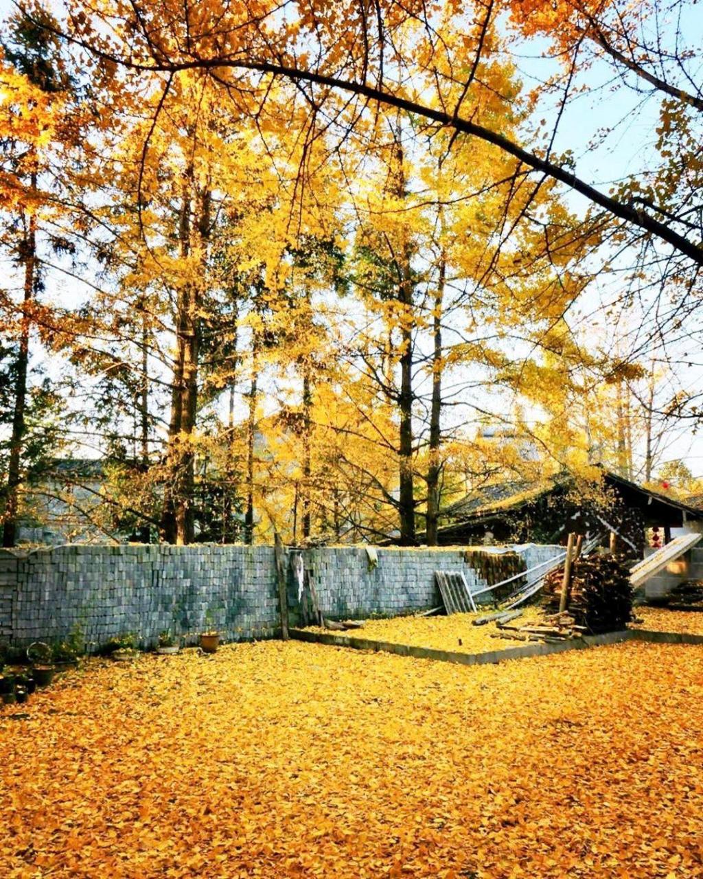 云南腾冲银杏村