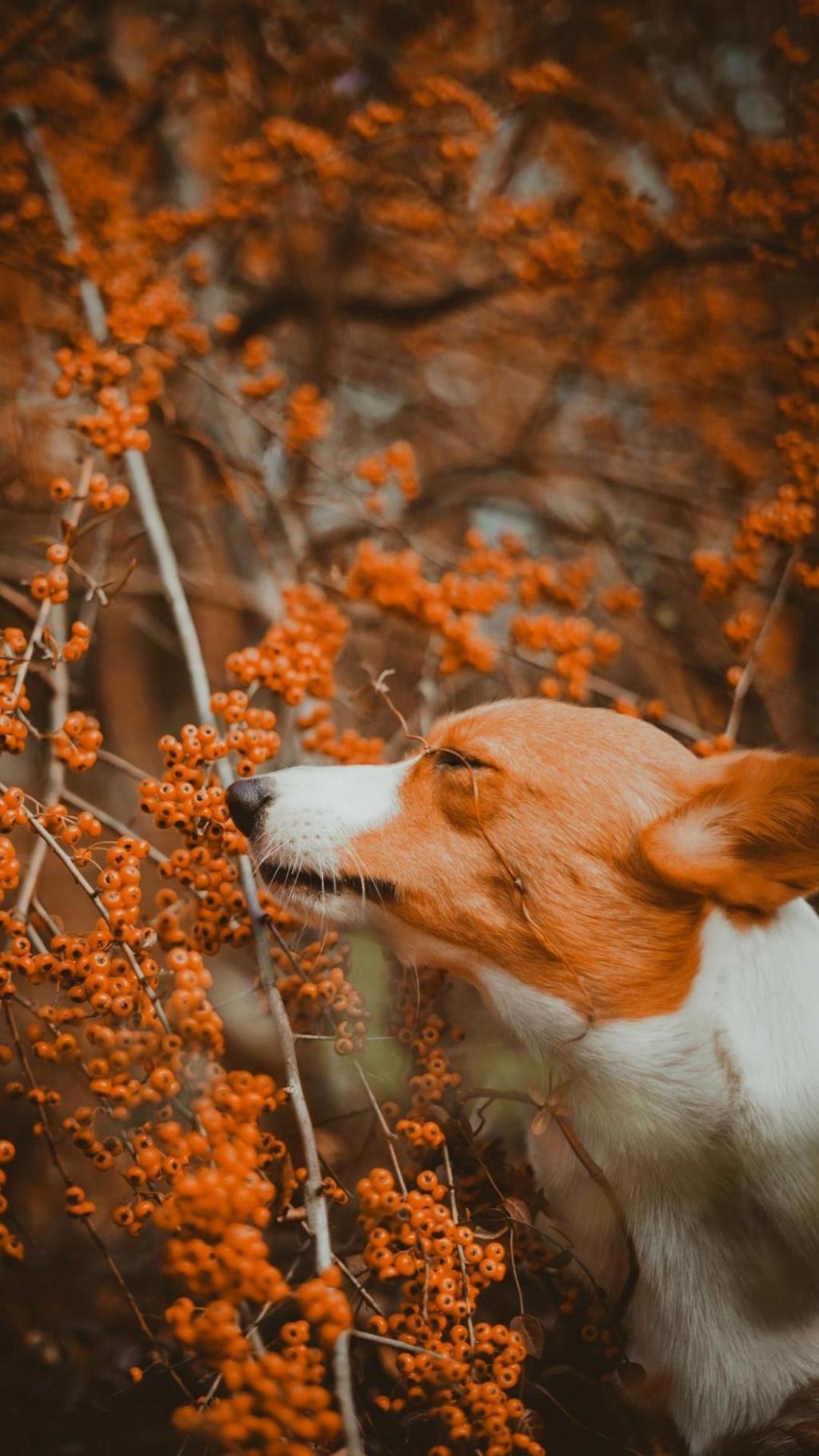 超级可爱的威尔士柯基