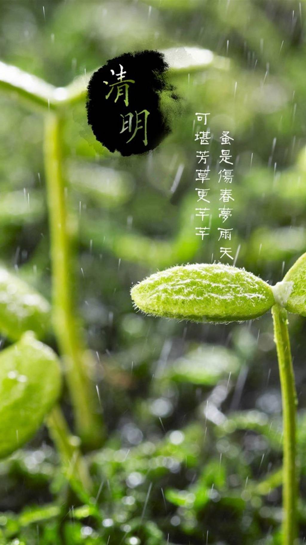 清明佳节