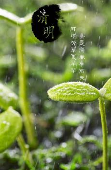 清明佳节