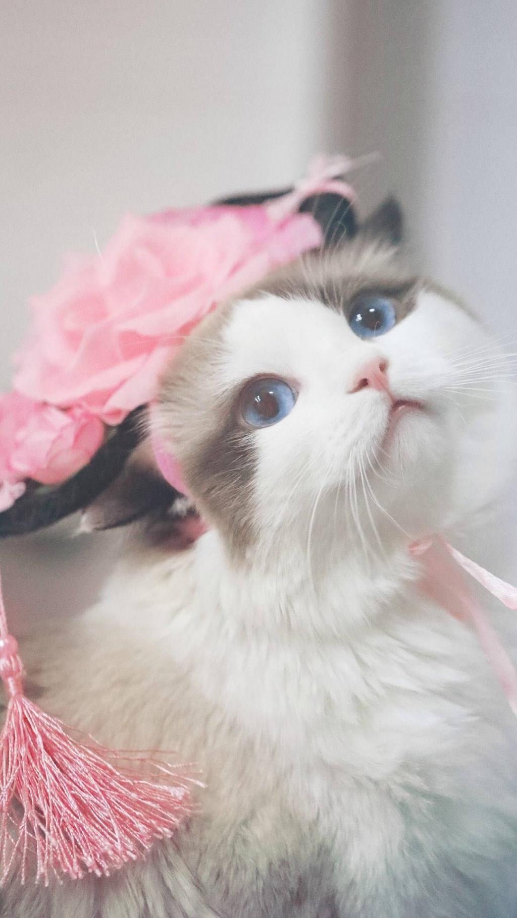 萌萌哒猫咪cosplay