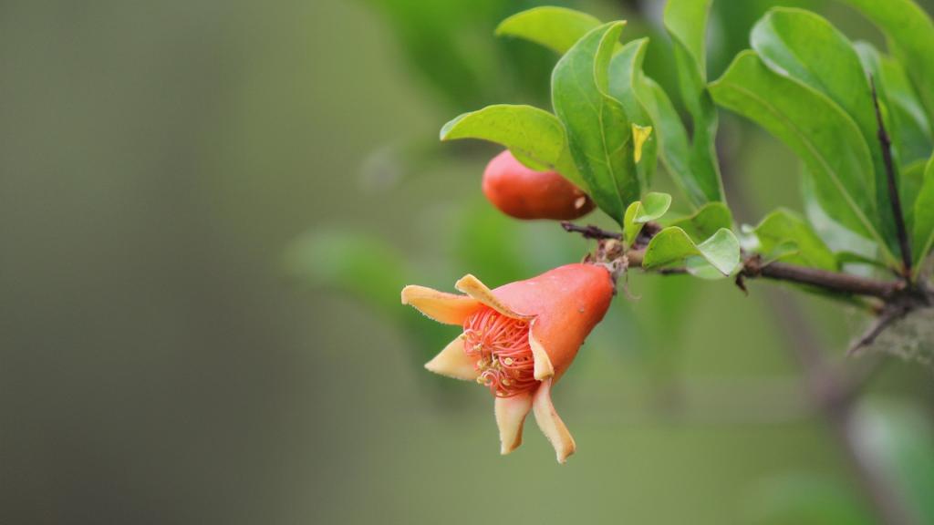 初夏石榴花开了