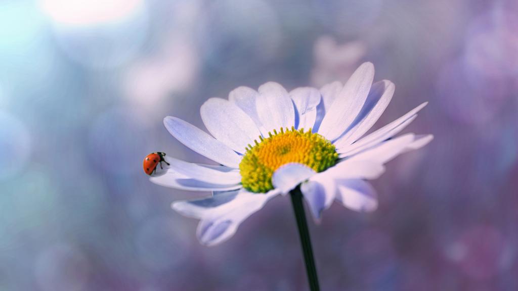 清新的玛格丽特花