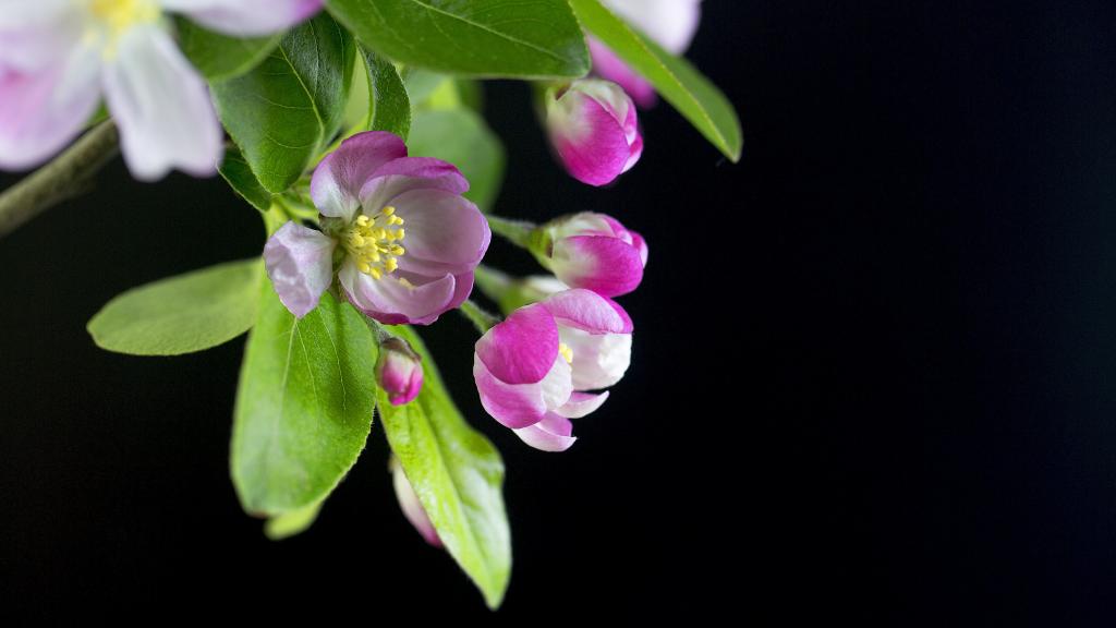 5k红艳艳的海棠花