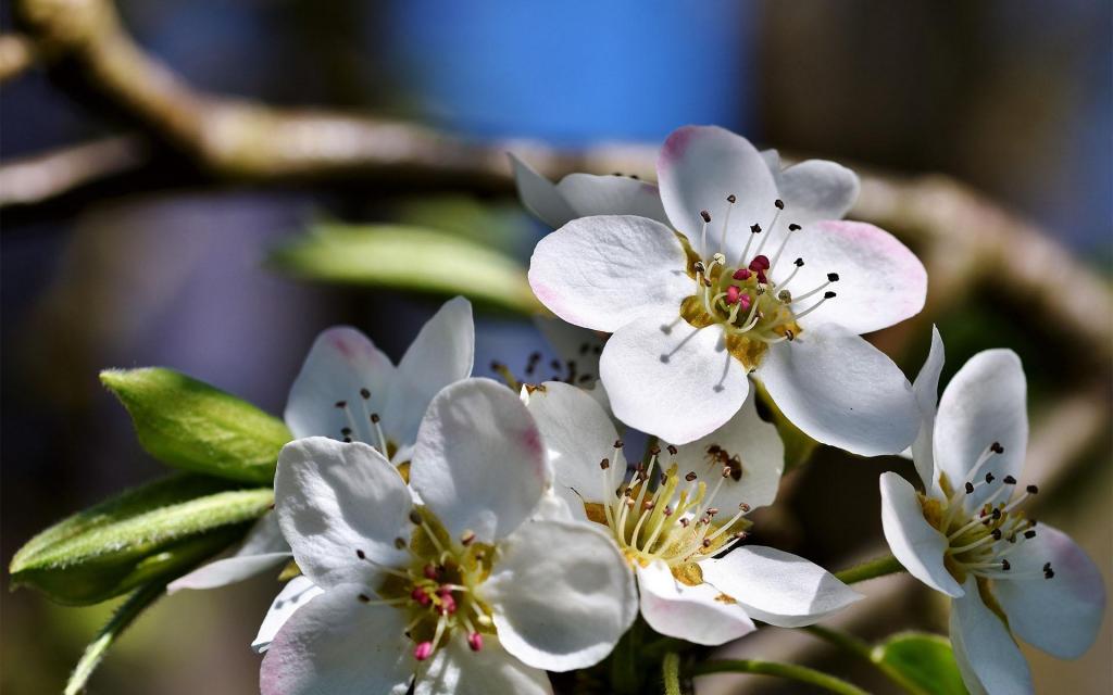 清新唯美梨花盛开微距摄影