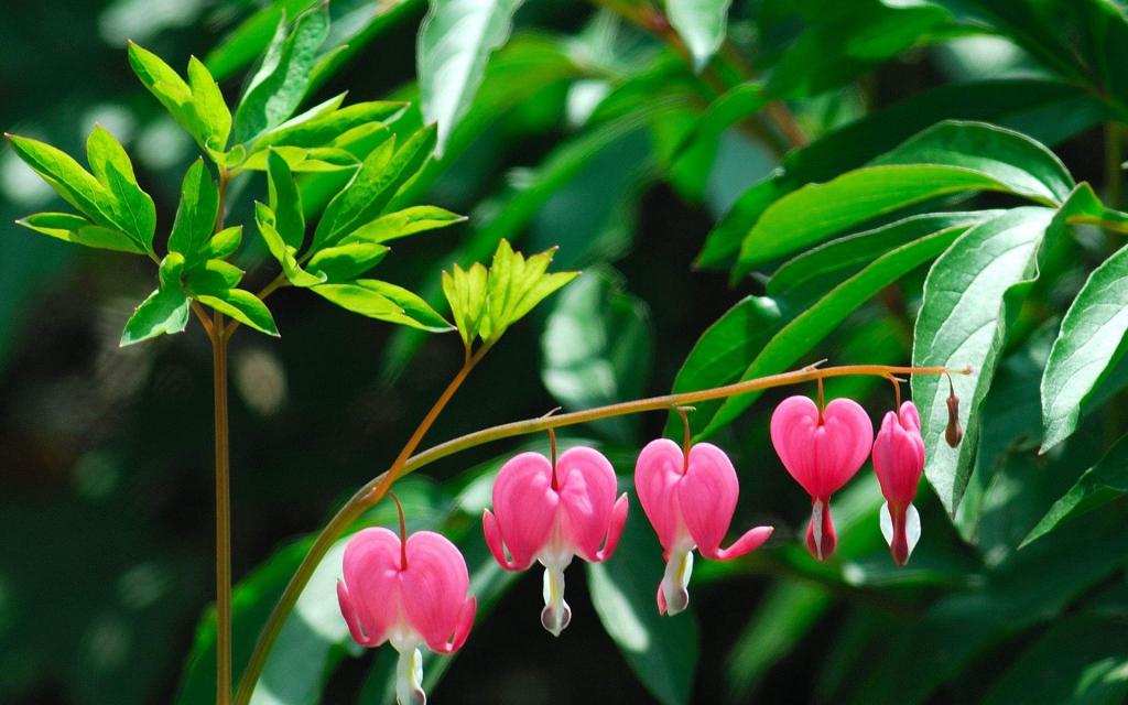 鲜艳的荷包牡丹