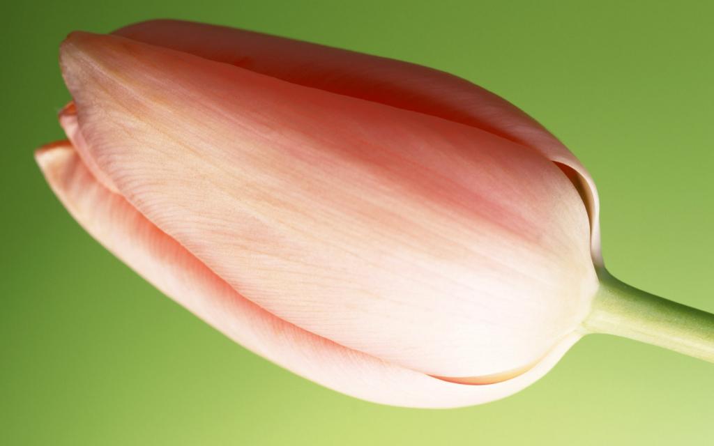五彩缤纷的鲜花