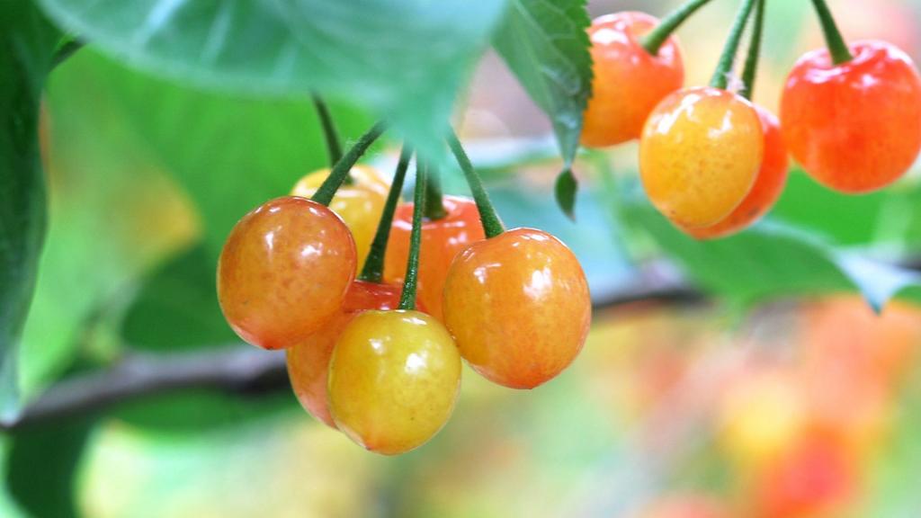 雨后诱人的樱桃