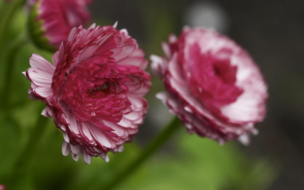 超大美丽鲜花特写