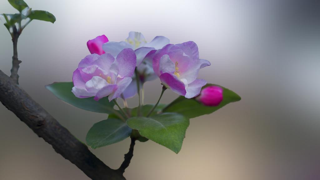 5k红艳艳的海棠花