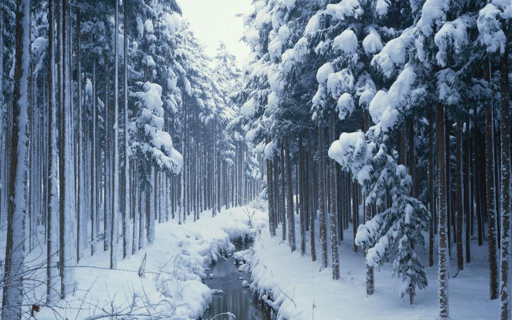 冬季雪景