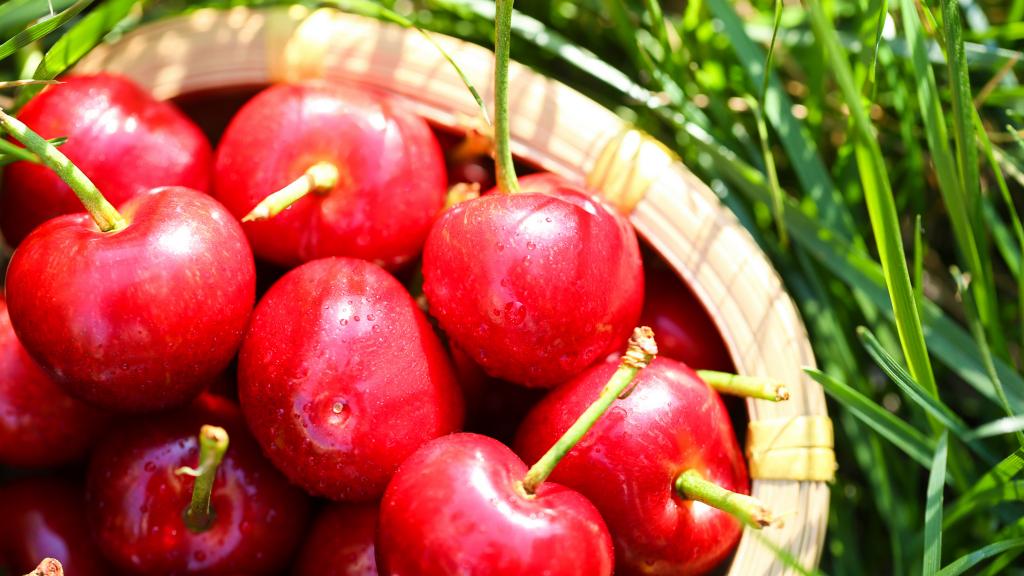 营养丰富的樱桃