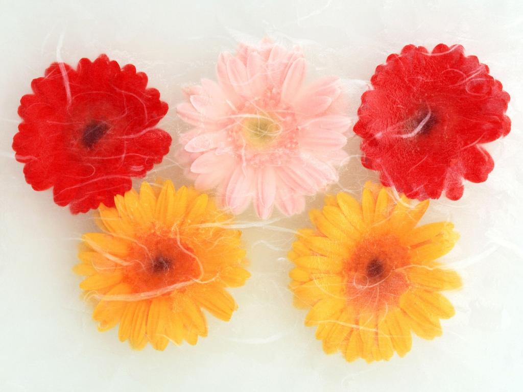 五颜六色鲜菊花