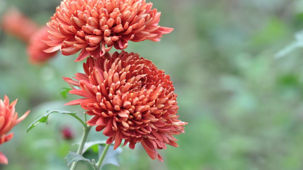 花园里盛开的鲜花