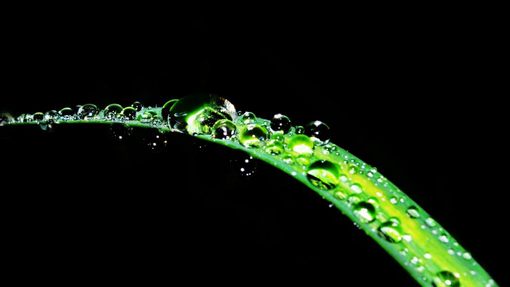 叶子上的晶莹水珠