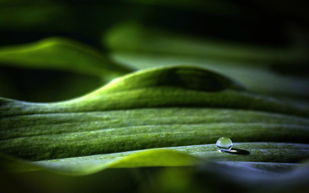 绿叶上的透亮的小水珠