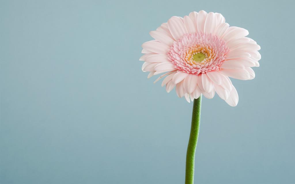 春天盛开的花儿朵朵