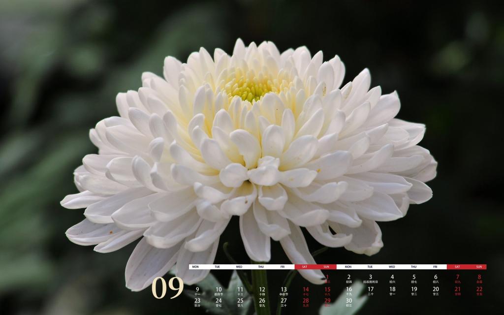 2019年9月昂首怒放的菊花日历