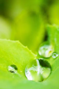 唯美绿色植物写真-2