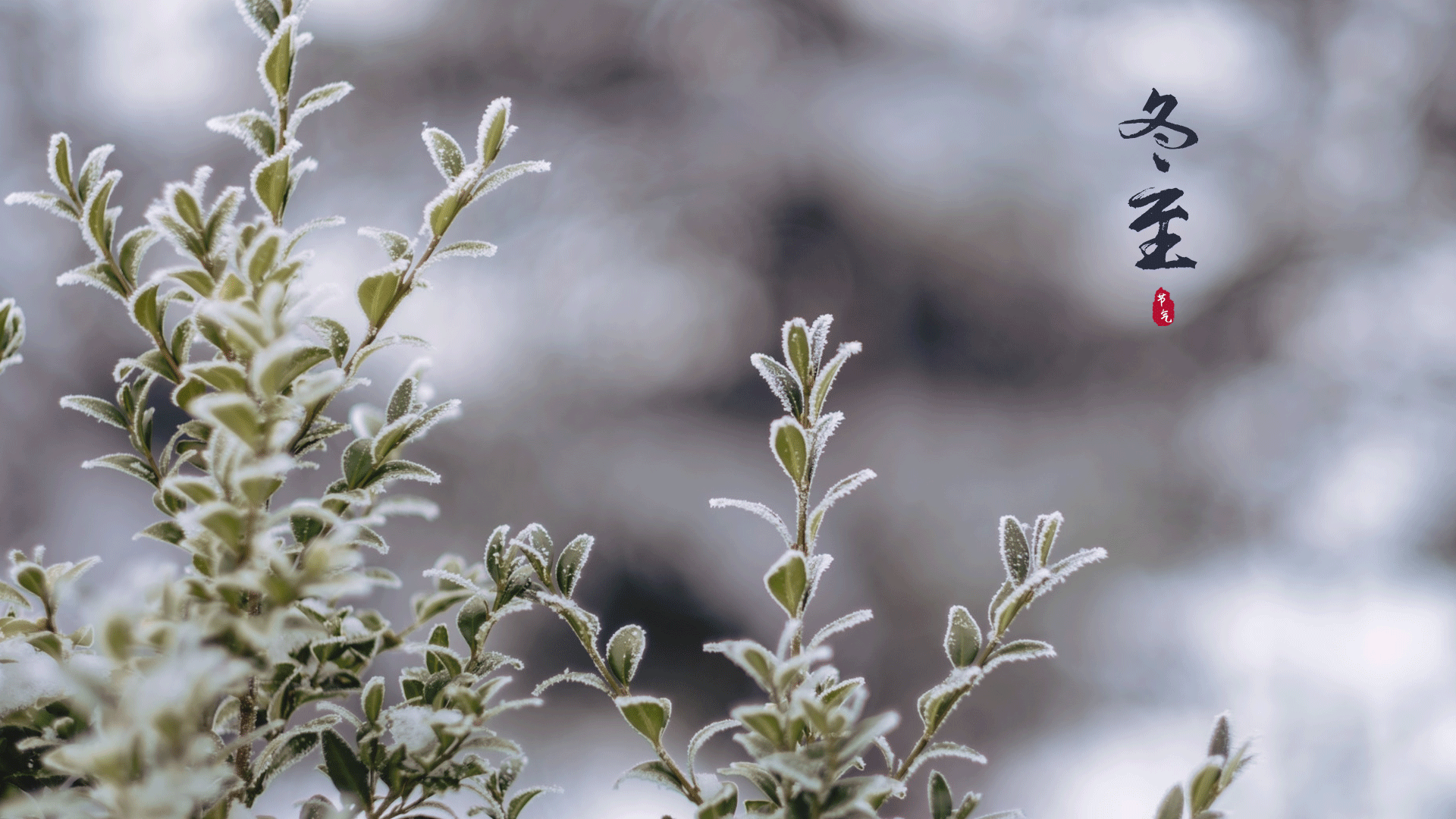 最美的冬至时节