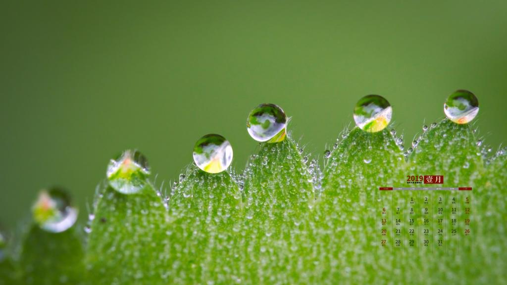 2019年1月满眼皆绿意日历