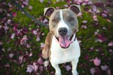 听话坐着的狗狗