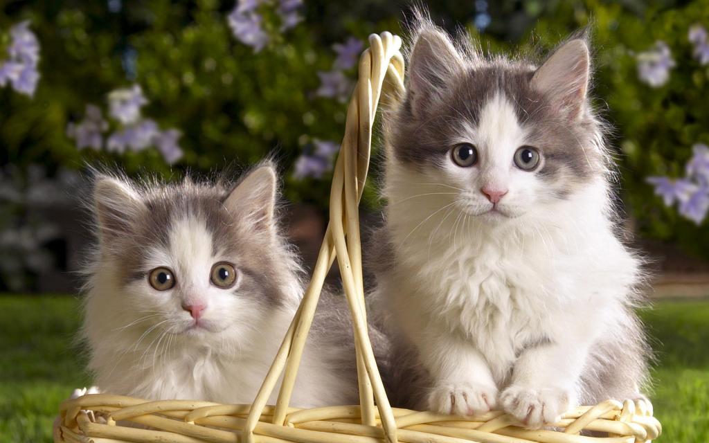 宽屏白色猫咪