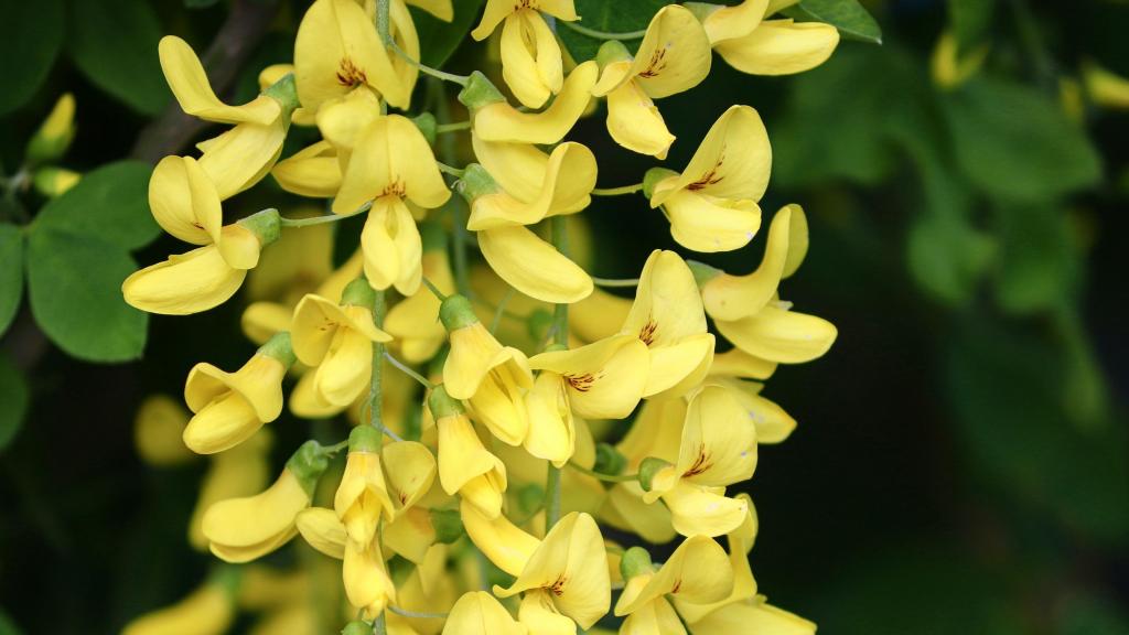 泰国国花金链花清新养眼写真