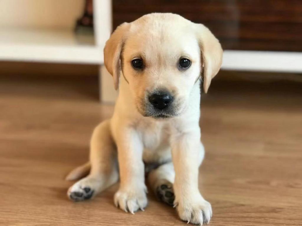 温和的拉布拉多