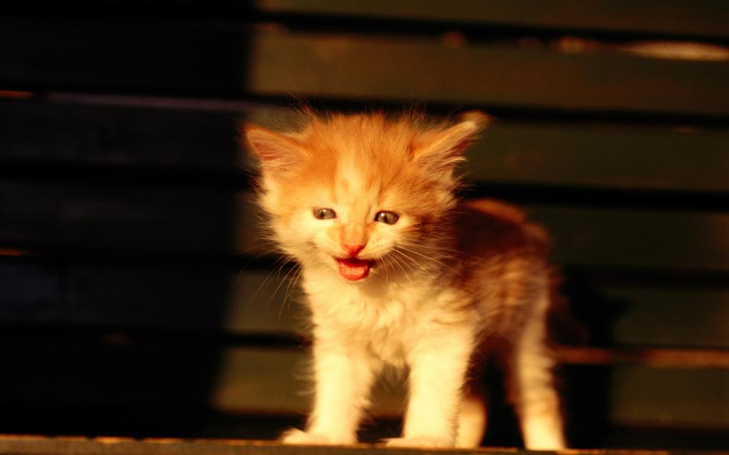 草原猫咪写真