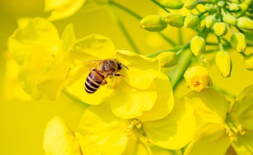 江西湖口油菜花海