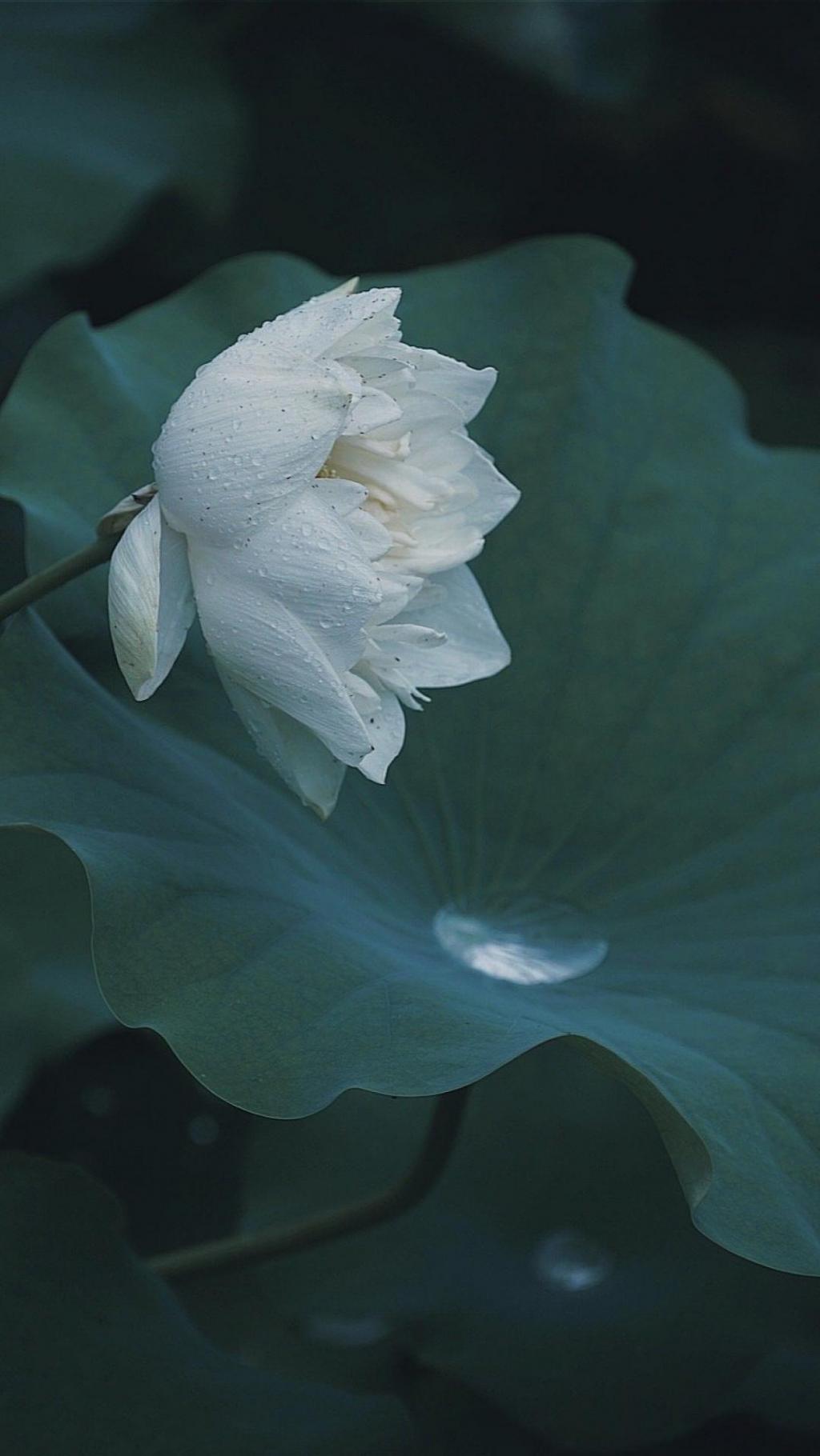 莫愁湖公园的初绽夏荷 