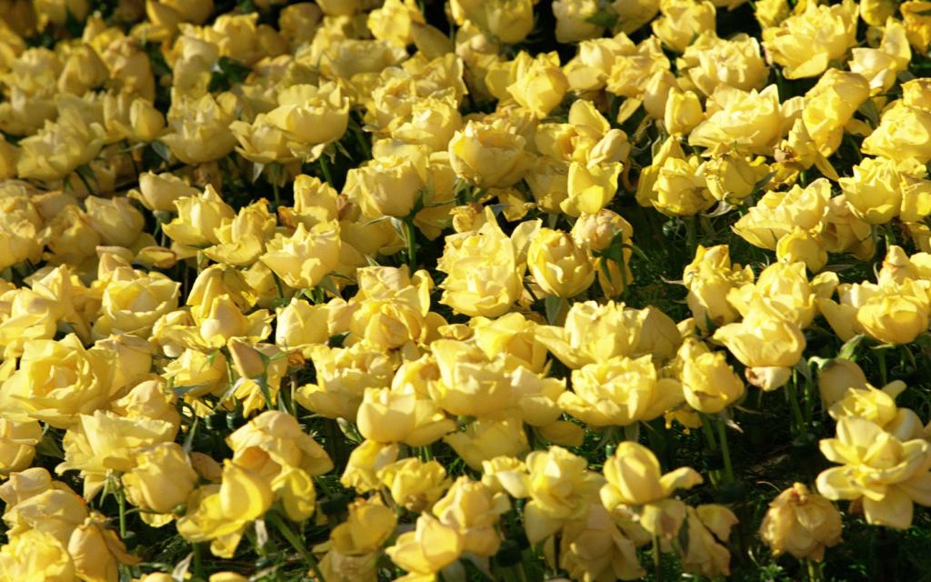 一朵朵花儿盛开着