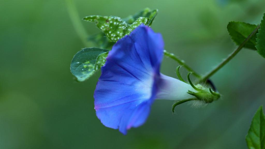 各色各样的牵牛花
