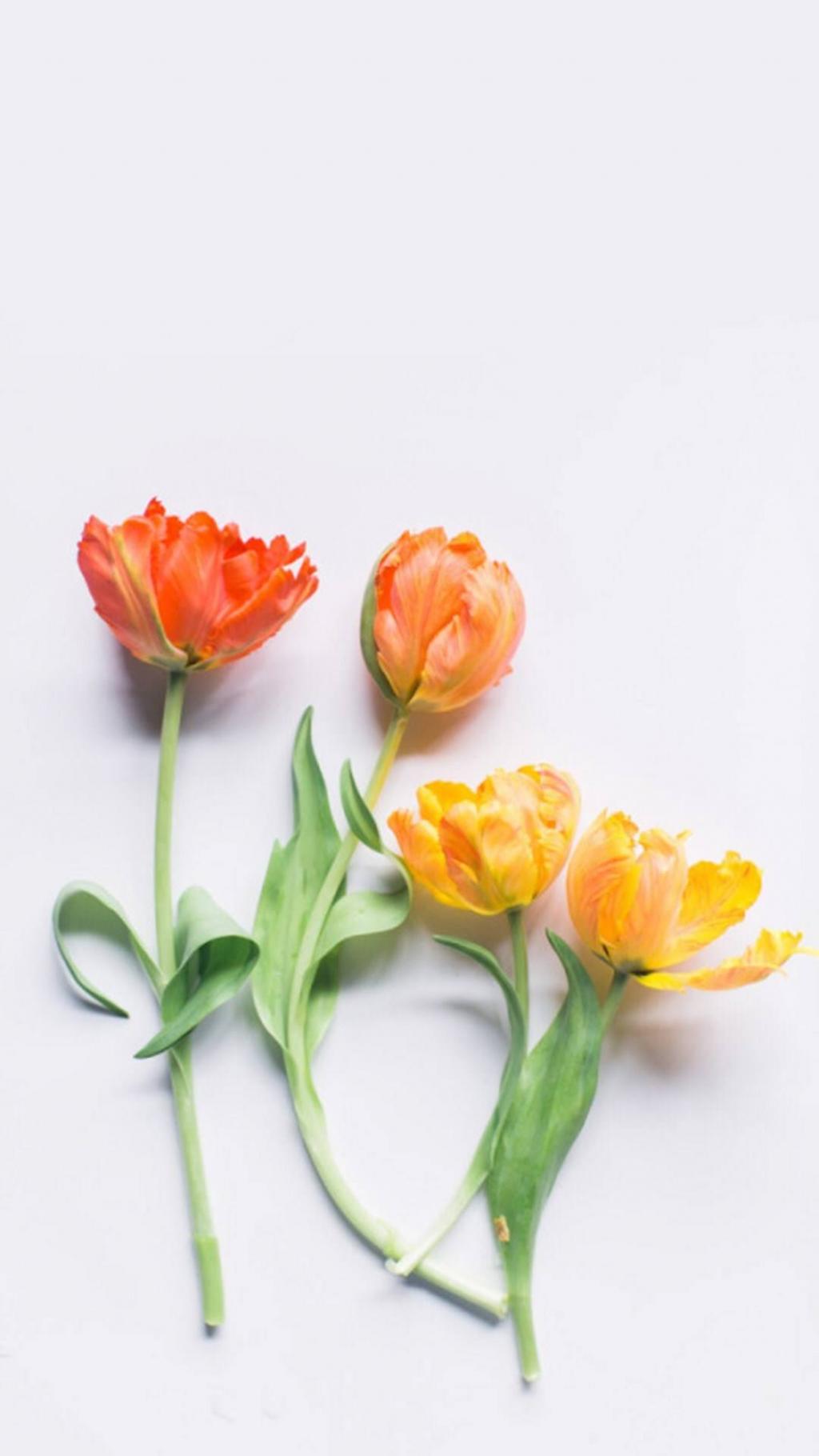 清新花卉静物摄影