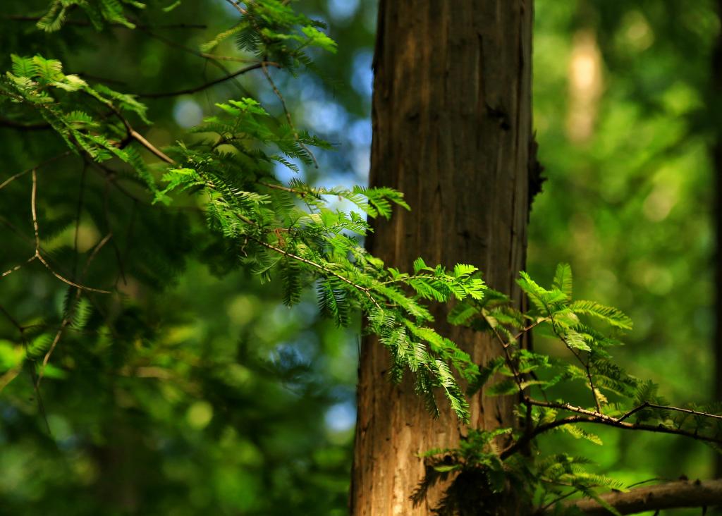 景色优美的北京植物园