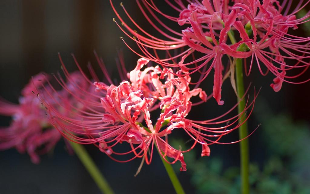 彼岸花唯美写真