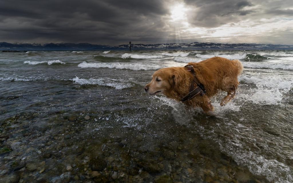 户外勇敢的狗狗