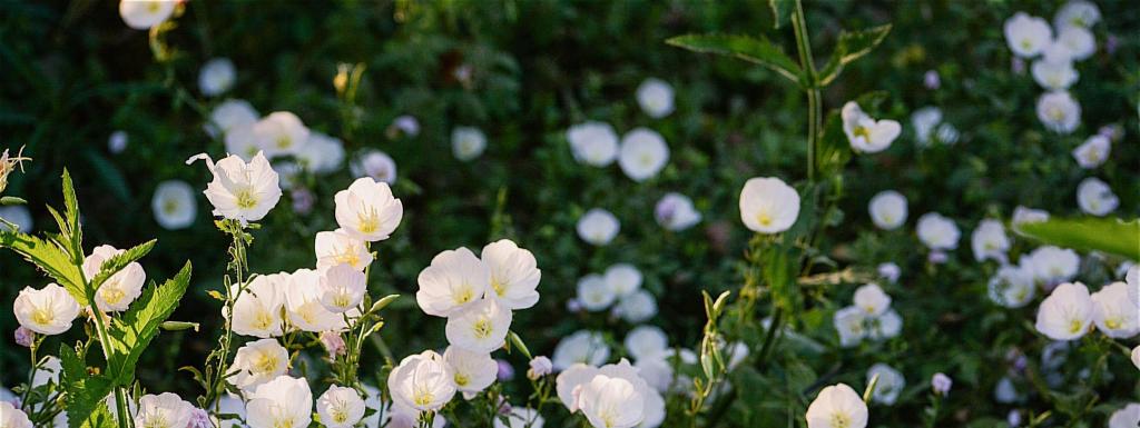 遇见小清新月见草