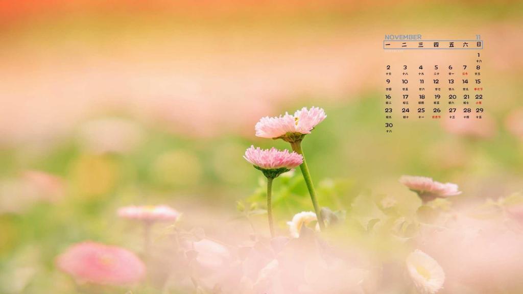 2020年11月小清新粉红雏菊浪漫日历