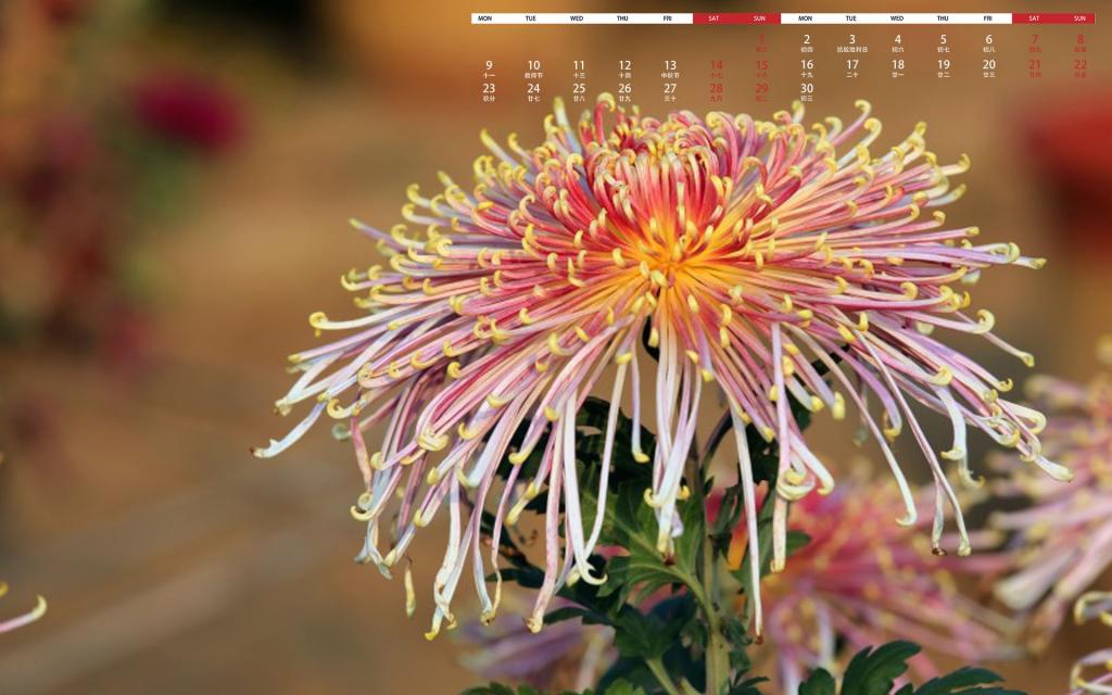 2019年9月昂首怒放的菊花日历
