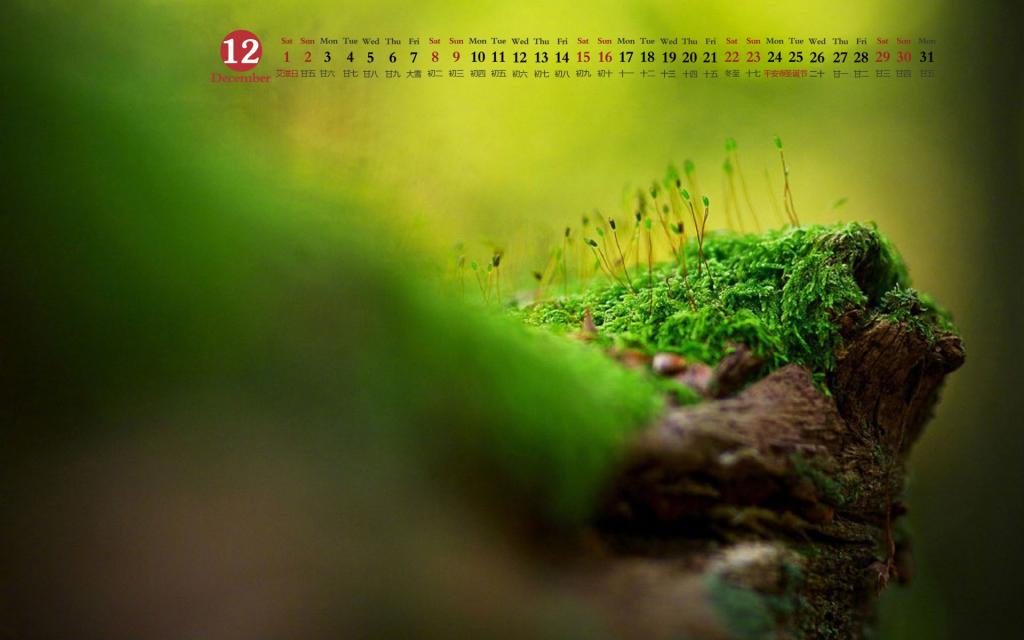 2018年12月绿色护眼植物日历