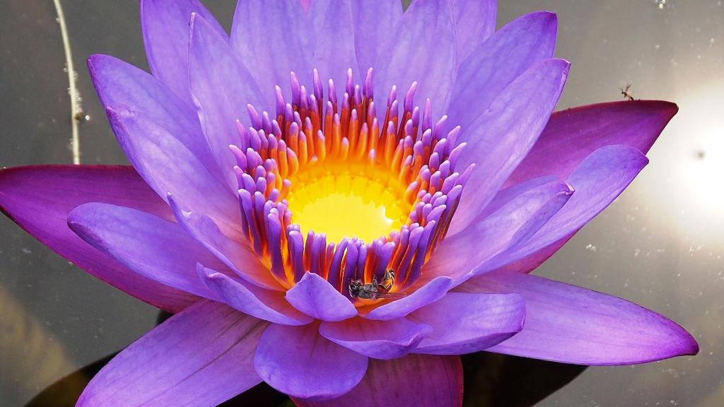 紫色的鲜花给人神秘的感觉