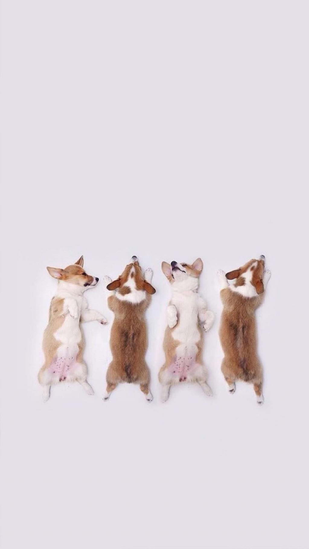 短腿柯基可爱写真