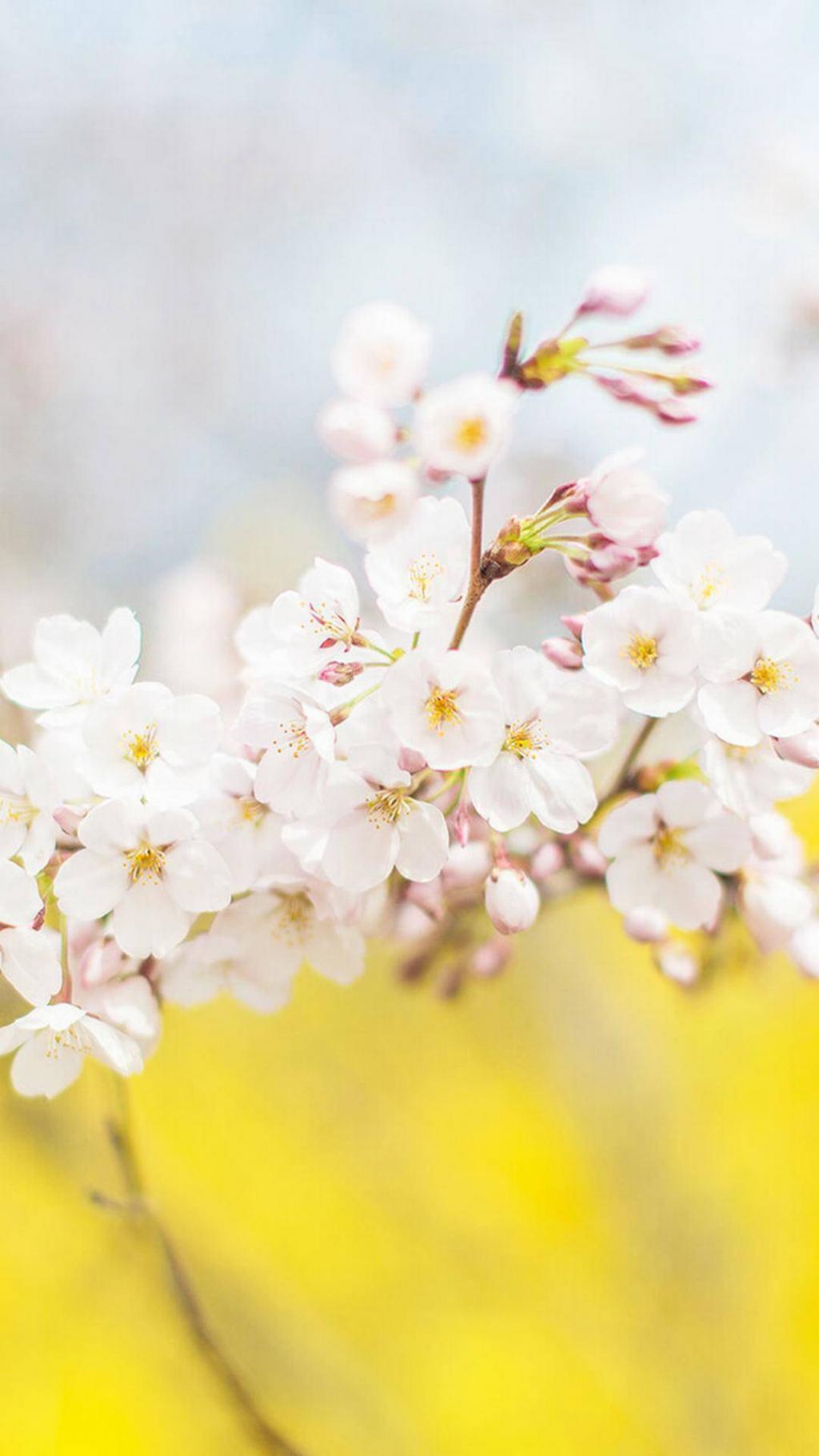 小清新唯美花朵植物锁屏